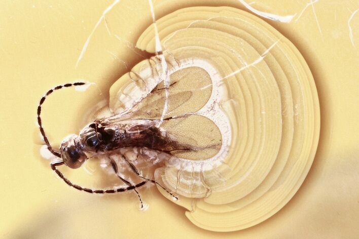 Detailed Fossil Wasp (Ceraphronidae) In Baltic Amber #352709